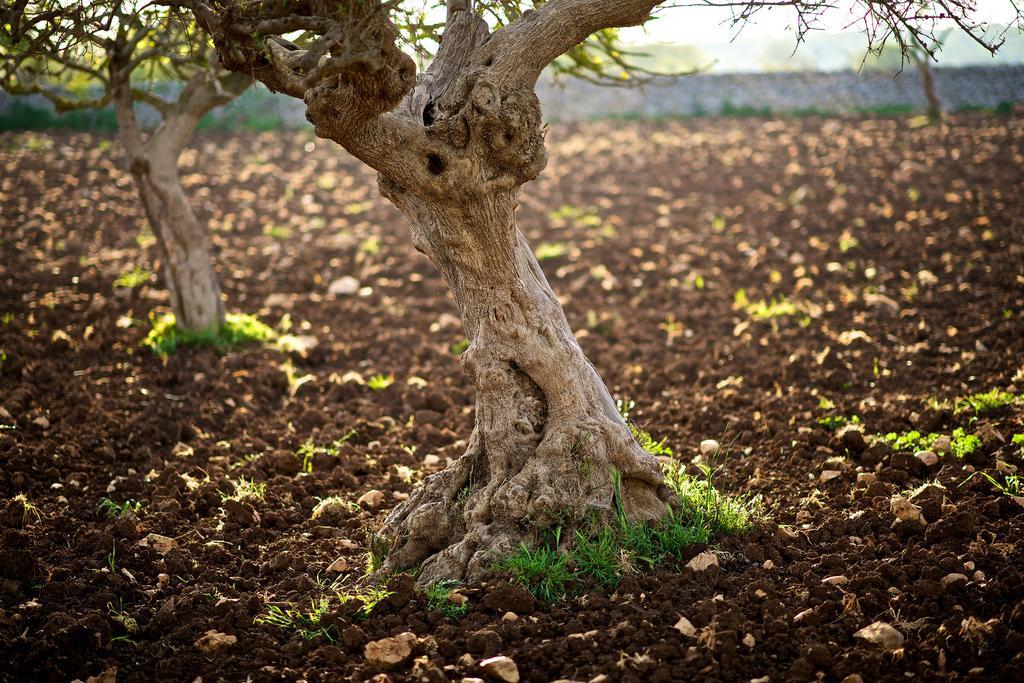Masseria Ciavea Gioia Del Colle Exteriör bild